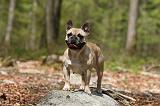 BOULEDOGUE FRANCAIS 1120
